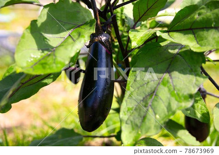 Eggplant just before harvest Eggplant just before harvest 78673969