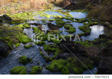 Bright green chatsubomi moss that grows mysteriously Bright green chatsubomi moss that grows mysteriously 78674031