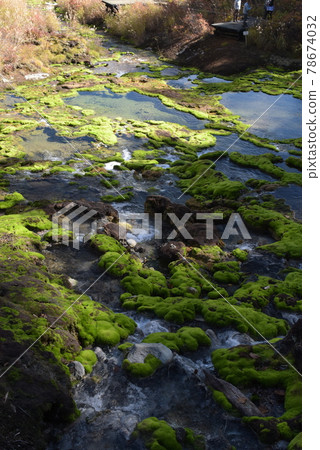 Bright green chatsubomi moss that grows mysteriously Bright green chatsubomi moss that grows mysteriously 78674032