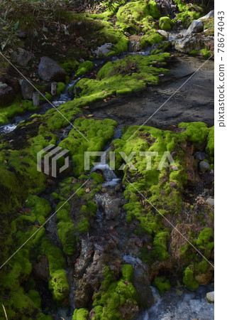 Bright green chatsubomi moss that grows mysteriously Bright green chatsubomi moss that grows mysteriously 78674043