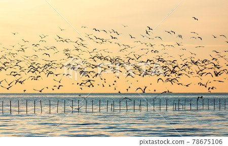 Morning scene of silhouetted flying seagulls over sea horizon. Morning scene of silhouetted flying seagulls over sea horizon. 78675106