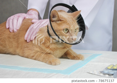 A red cat in a protective collar at the vet. Examination and treatment of pets. A red cat in a protective collar at the vet. Examination and treatment of pets. 78675137