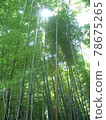 光從竹林的頂端照進來，竹子看起來很茂盛 78675265