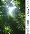 刺眼的光芒從茂密的幽暗竹林頂上照耀而出 78675266