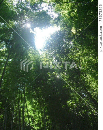 刺眼的光芒從茂密的幽暗竹林頂上照耀而出 刺眼的光芒從茂密的幽暗竹林頂上照耀而出 78675266