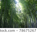 昏暗的竹林頂端閃耀著耀眼的光芒 78675267