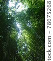 強光照射在幽深的竹林上 78675268