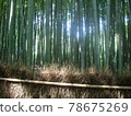 光透過絢麗茂盛的竹線照耀 78675269