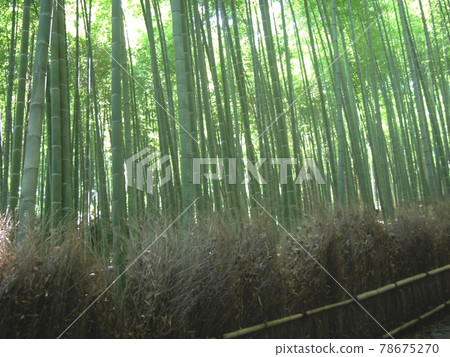 燈火通明的竹林景觀,竹林林立 燈火通明的竹林景觀,竹林林立 78675270