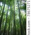 幽深的竹林中，許多竹子高高地伸進了明媚的天空。 78675271
