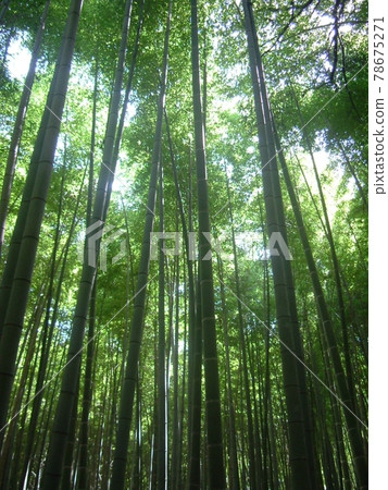 幽深的竹林中,許多竹子高高地伸進了明媚的天空。 幽深的竹林中,許多竹子高高地伸進了明媚的天空。 78675271