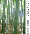 光線照進竹林，竹林郁鬱蔥蔥的柔和色彩排列成一道亮麗的風景線。 78675272