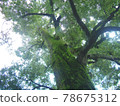 一棵高聳在天空中的大樹的水平圖像。苔蘚和草附著在樹幹上，創造了悠久的歷史。 78675312