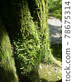 一棵大樹的根，苔蘚和草長在明暗明暗的樹幹上 78675314