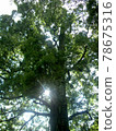 陽光照在大到可以仰望的樹蔭下 78675316