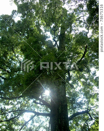 陽光照在大到可以仰望的樹蔭下 陽光照在大到可以仰望的樹蔭下 78675316