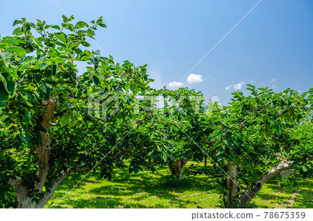 藍天和柿子樹朝倉市 藍天和柿子樹朝倉市 78675359