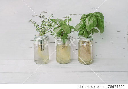 Hydroponics gardening kratky glass jars at home on white wooden background. Kitchen counter with basil, mint, thyme plants and roots submerged in water 78675521