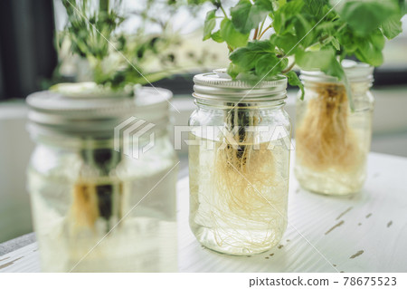 Hydroponic kratky method closed jars system. Herbs plants with roots in water hydroponics. Fresh herbs to eat. Closeup of homemade lids with substrate pods. DIY gardening 78675523