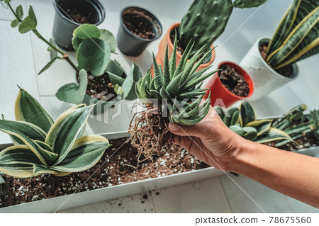 Home gardening woman planting new succulent hawthoria plant in apartment indoor garden planter. Repotting rootbound plants in potting soil Home gardening woman planting new succulent hawthoria plant in apartment indoor garden planter. Repotting rootbound plants in potting soil 78675560