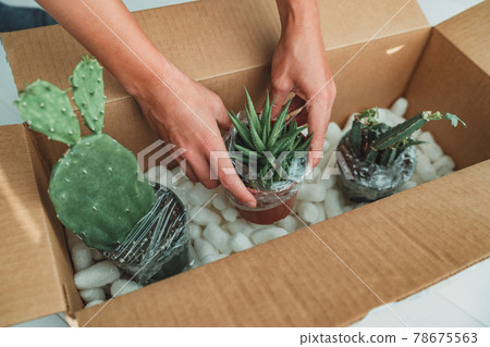 New plants delivery woman opening shipping box from online shopping houseplants. Succulent and cactus plant package New plants delivery woman opening shipping box from online shopping houseplants. Succulent and cactus plant package 78675563