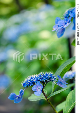 繡球花 繡球花 78675825