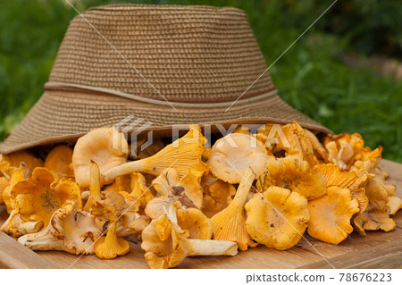 Mushroom Chanterelle. Edible Mushrooms Chanterelle Near Wicker Hat On Wooden Table Outdoor. Seasonal Harvesting Mushrooms. 78676223