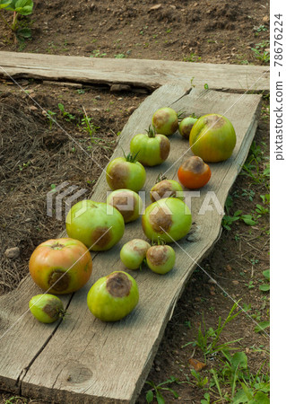 Diseases Of Tomatoes. Tomato Stricken Phytophthora Phytophthora Infestans. Fighting Phytophthora. Diseases Of Tomatoes. Tomato Stricken Phytophthora Phytophthora Infestans. Fighting Phytophthora. 78676224
