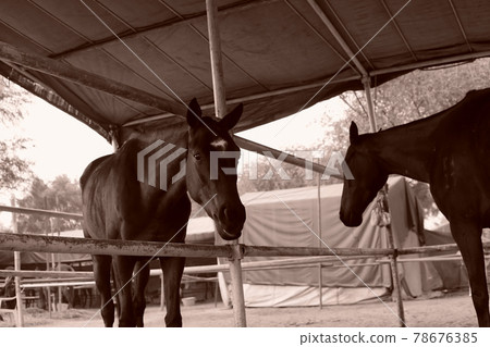 polo horse stable (stable) polo horse stable (stable) 78676385