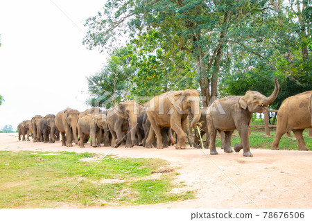 An elephant seen at an orphanage of an elephant in Pinnawara, Sri Lanka 78676506