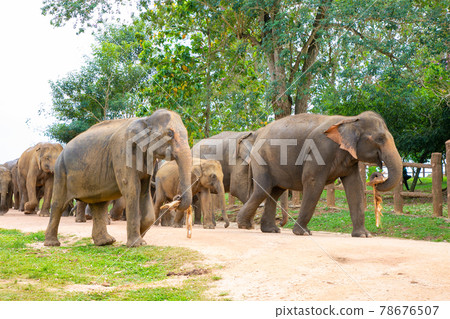 Elephant Orphanage in Pinnawara, Sri Lanka 78676507