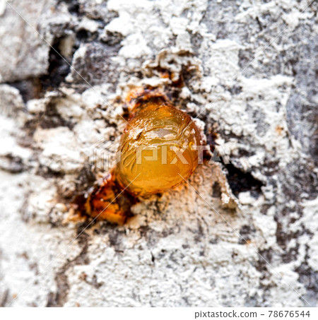 Healing brown resin on a tree, close-up. Natural medicine 78676544