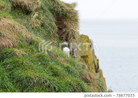 Atlantic puffin from Borgarfjordur fjord, east Iceland Atlantic puffin from Borgarfjordur fjord, east Iceland 78677035