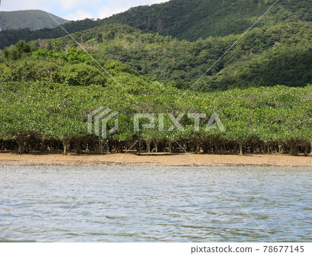 世界遺產奄美大島紅樹林原始森林,日本鹿兒島縣奄美市 世界遺產奄美大島紅樹林原始森林,日本鹿兒島縣奄美市 78677145
