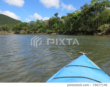 World heritage site by canoe Amami Oshima mangrove primeval forest, Amami city, Kagoshima prefecture, Japan 78677146