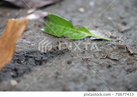 A procession of small ants walking on stones and fallen leaves of green and tea 78677433