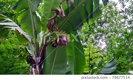 Bananas and purple flowers growing naturally on the mountain road in Xindian District, New Taipei City, Taiwan 78677514