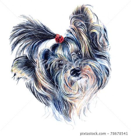 Cute dog Yorkshire terrier 78678541