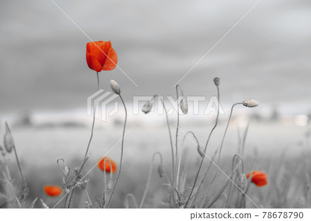 Beautiful nature background with red poppy flower for Remembrance Day Beautiful nature background with red poppy flower for Remembrance Day 78678790