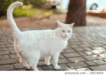 White cat with eyes of different colors. Angry kitten with blue and yellow eyes looks at the camera on the street. Adorable pets, heterochromia. 78678904