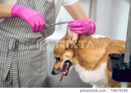 Female groomer working in a pets grooming salon 78679190