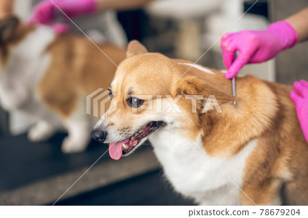 Close up picture of a groomers hands brushing a dog 78679204