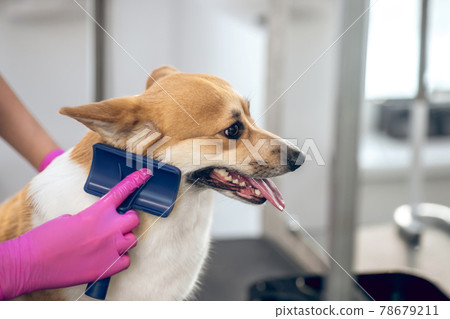 Close up picture of a groomers hands brushing a dog 78679211