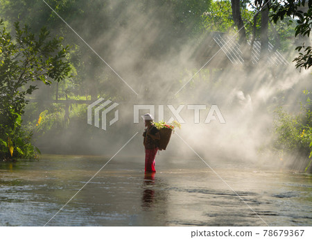 Karen tribe old woman with traditional dress carrying flowers basket walking on stream lake with green jungle forest. Nature landscape. People lifestyle. Karen tribe old woman with traditional dress carrying flowers basket walking on stream lake with green jungle forest. Nature landscape. People lifestyle. 78679367