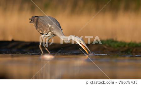 Grey heron stretching neck and taking a fish out of water during morning hunt Grey heron stretching neck and taking a fish out of water during morning hunt 78679433