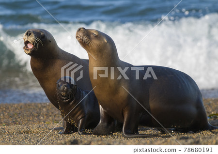 Mother and baby sea lion, Patagonia 78680191