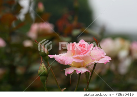 瑪蒂爾達玫瑰花、花蕾和雨滴 78680419