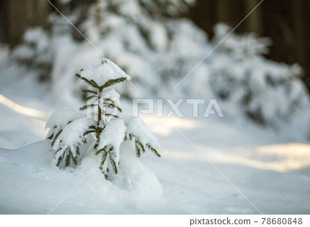 Young tender spruce tree with green needles covered with deep snow and hoarfrost on bright colorful copy space background. Merry Christmas and Happy New Year greeting card. Young tender spruce tree with green needles covered with deep snow and hoarfrost on bright colorful copy space background. Merry Christmas and Happy New Year greeting card. 78680848