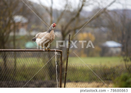 Big white and black nice hen on wire fence on bright sunny day on blurred colorful rural landscape copy space background. Farming of poultry, chicken meat and eggs production, healthy food concept. Big white and black nice hen on wire fence on bright sunny day on blurred colorful rural landscape copy space background. Farming of poultry, chicken meat and eggs production, healthy food concept. 78680863