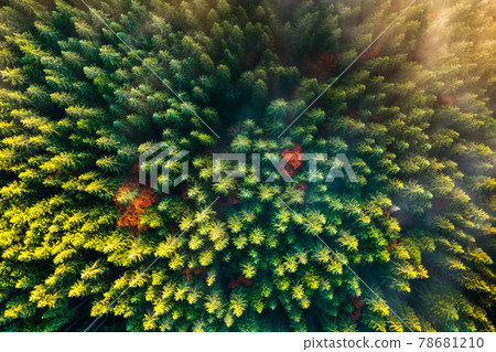 Aerial view of dense green pine forest with canopies of spruce trees in autumn mountains. 78681210